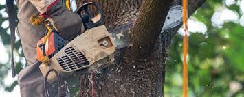 Best Weed Control  in Newberry, FL